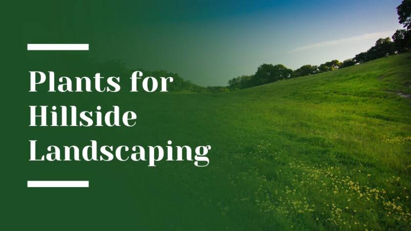 Plants for Hillside Landscaping Blog Image
