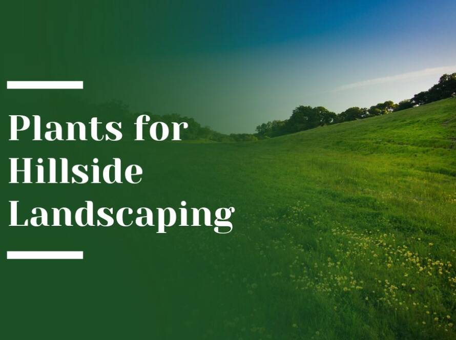 Plants for Hillside Landscaping Blog Image