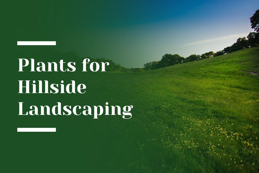 Plants for Hillside Landscaping Blog Image
