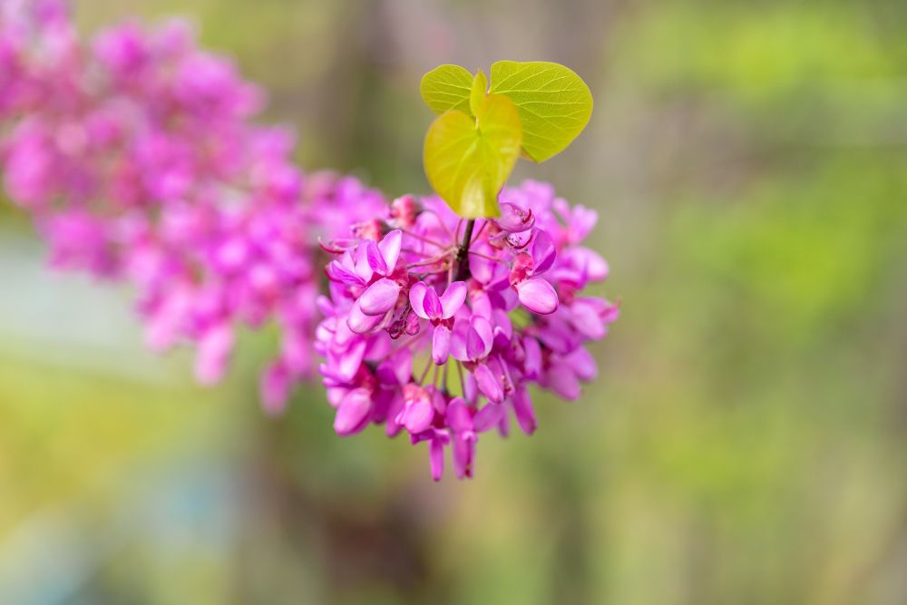 Redbud Tree