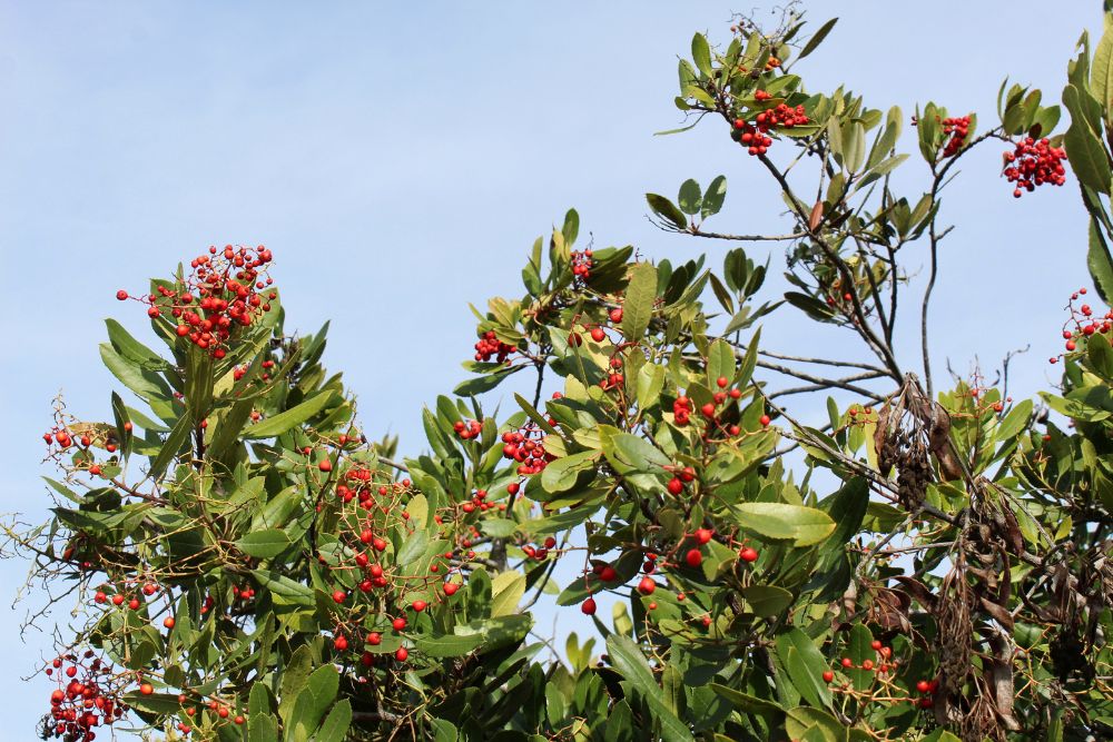 Toyon
