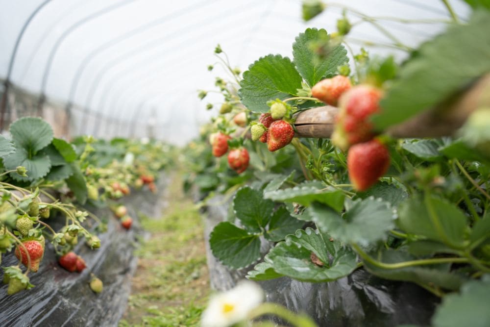 comapnion fruits planting