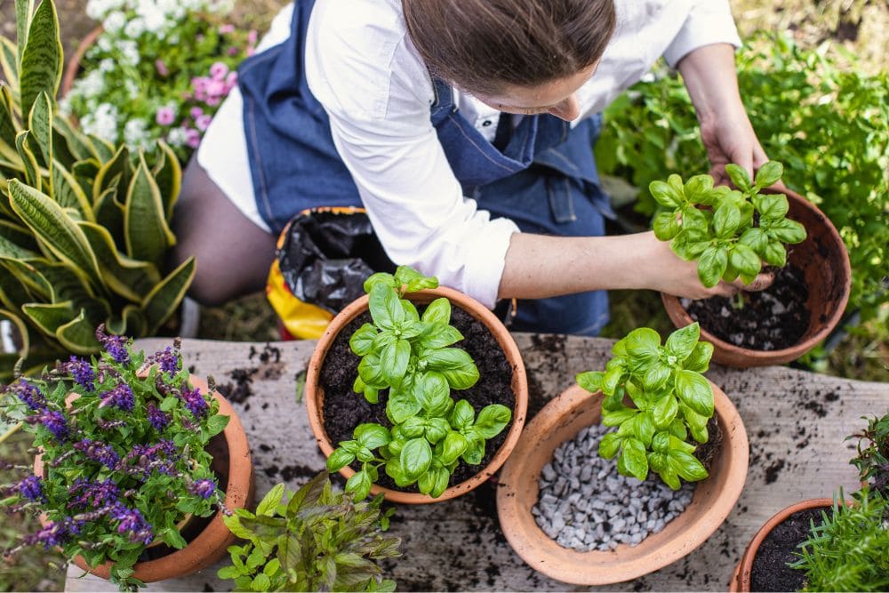comapnion herbs planting