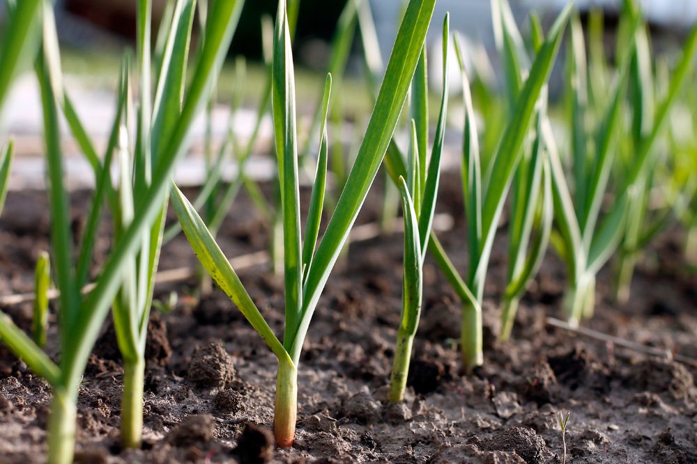 Garlic plants