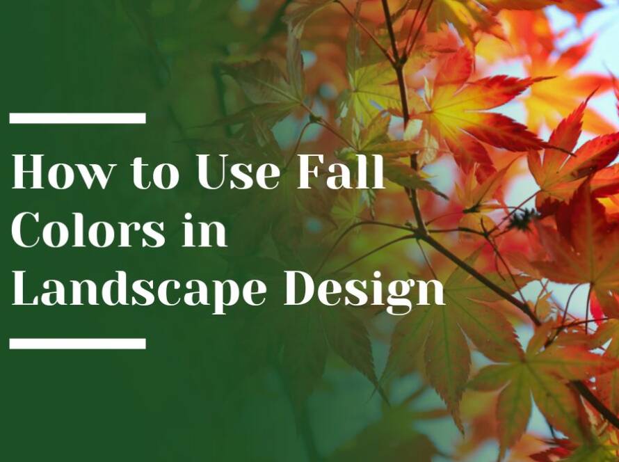 Fall Colors