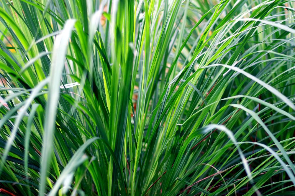 Lemon Grass
