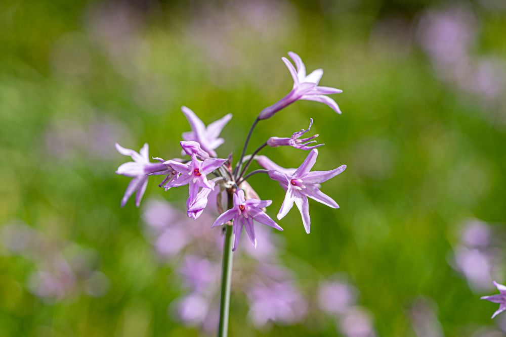 Pink Agapanthus