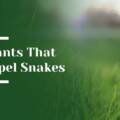 8 Plants That Repel Snakes in Hillsborough Gardens