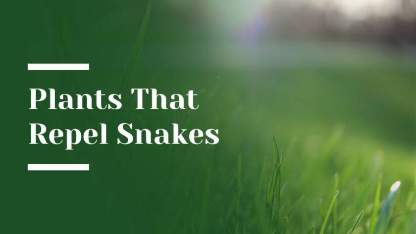 Plants That Repel Snakes Blog Image