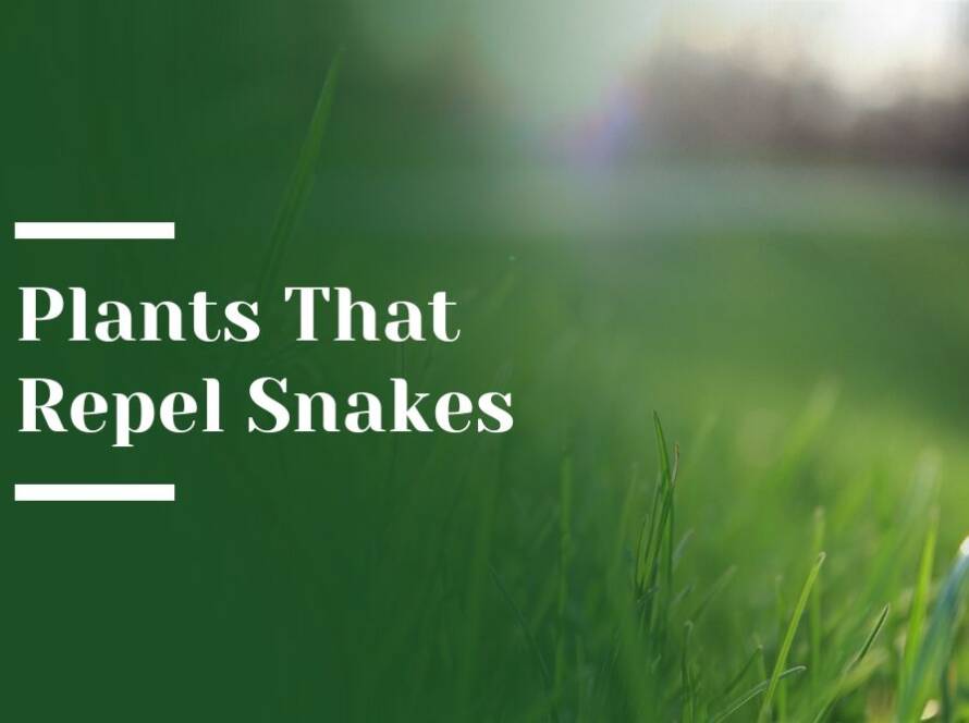 Plants That Repel Snakes Blog Image
