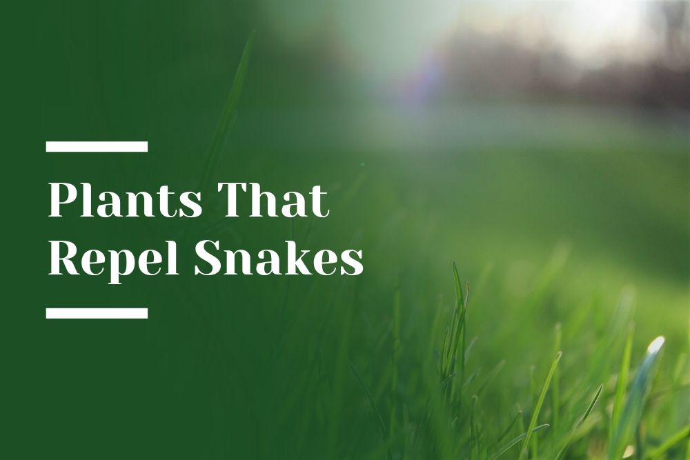 Plants That Repel Snakes Blog Image