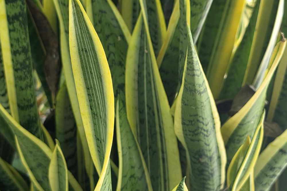 Snake Plant
