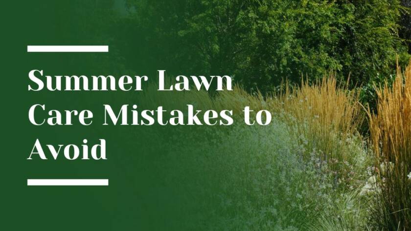Summer Lawn Care Mistakes to Avoid Blog Image