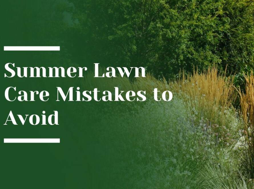 Summer Lawn Care Mistakes to Avoid Blog Image