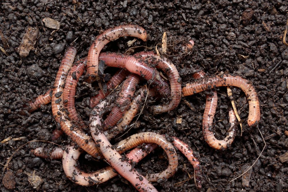 Earthworm in Soil Vemicompost