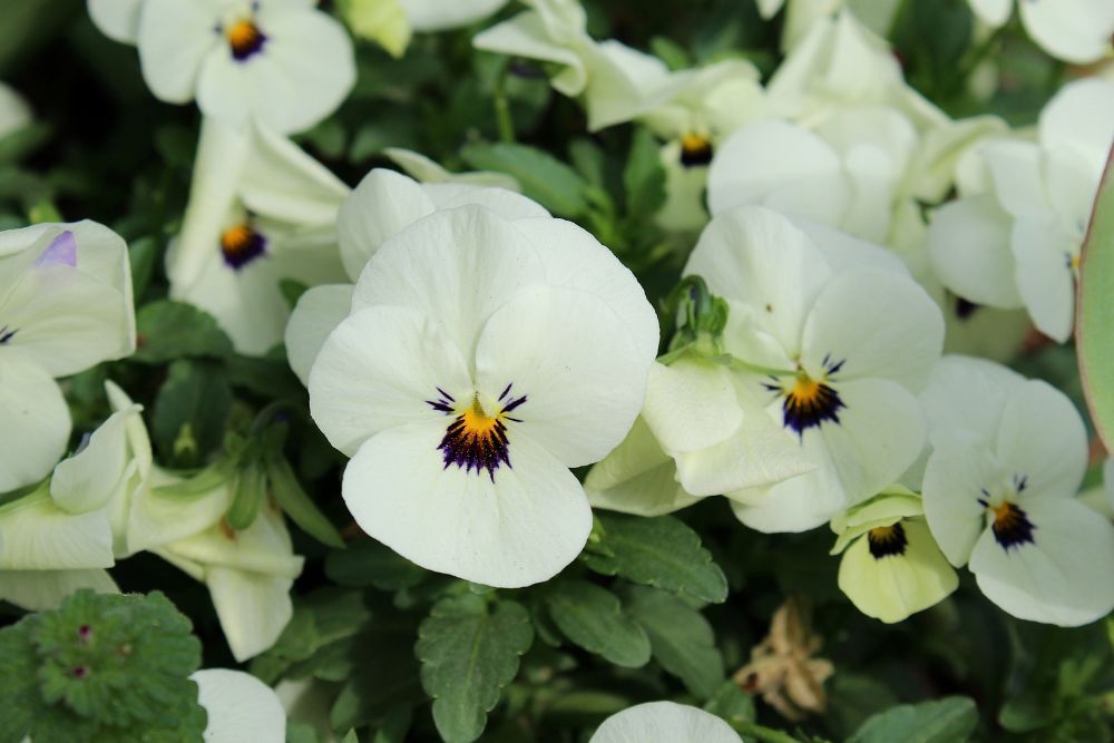Pansies Flower
