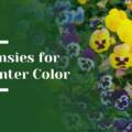 How Pansies Bring Winter Color to Menlo Park Landscapes