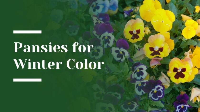 Pansies for Winter Color Blog Image