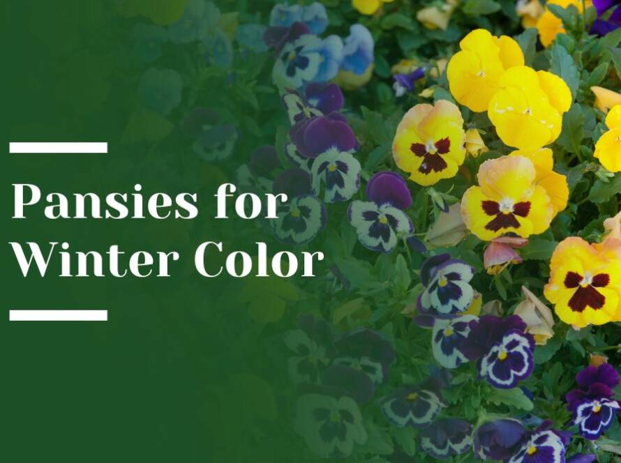 Pansies for Winter Color Blog Image