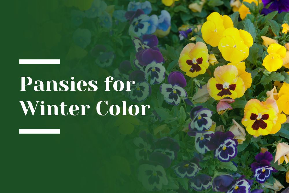 Pansies for Winter Color Blog Image