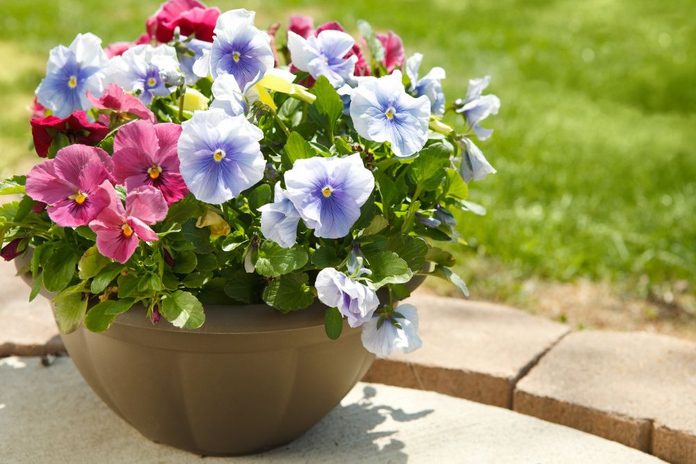 Pansies in Container