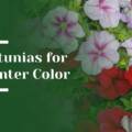 How Petunias Bring Winter Color to Menlo Park Landscapes