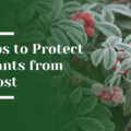 How to Protect Your Plants from Frost in Bay Area Winters