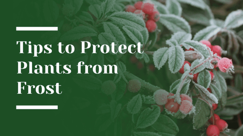 Frost Protection Tips Blog Image