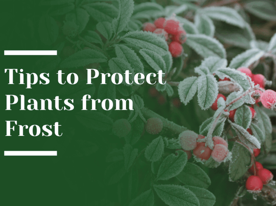 Frost Protection Tips Blog Image