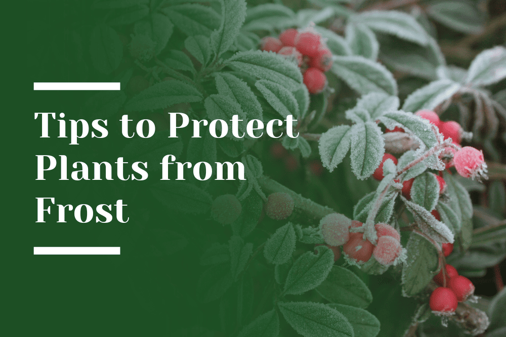 Frost Protection Tips Blog Image