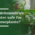 Is Dehumidifier Water Safe for Houseplants? What Palo Alto Homeowners Should Know