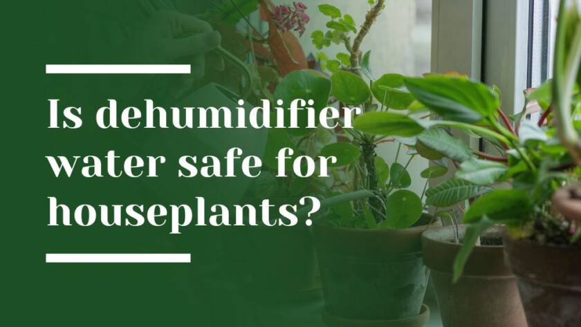 Houseplants Blog Image