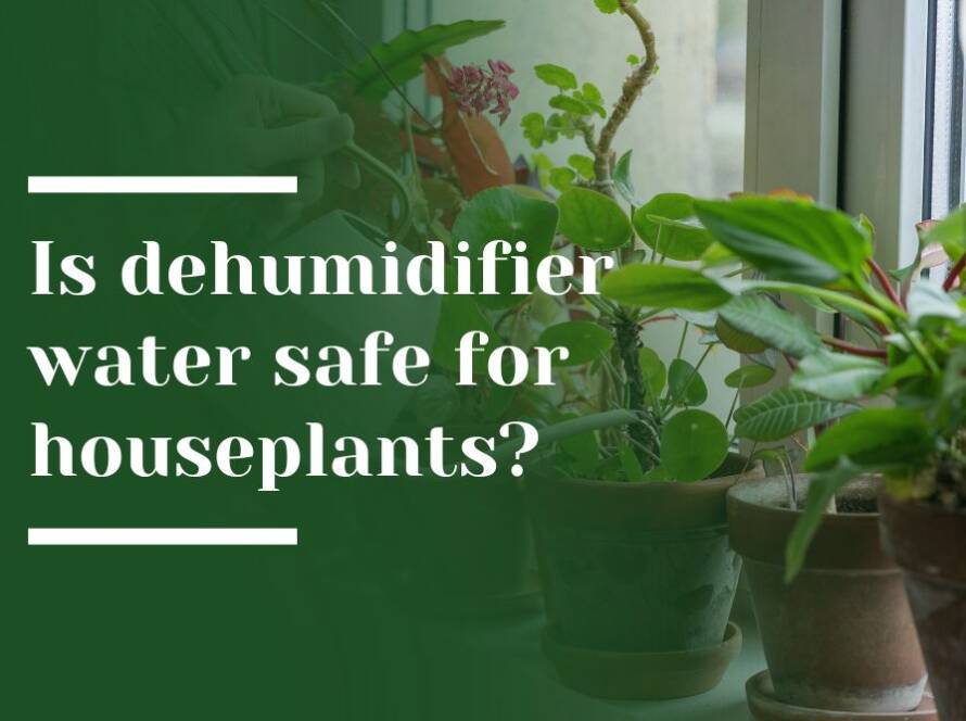 Houseplants Blog Image