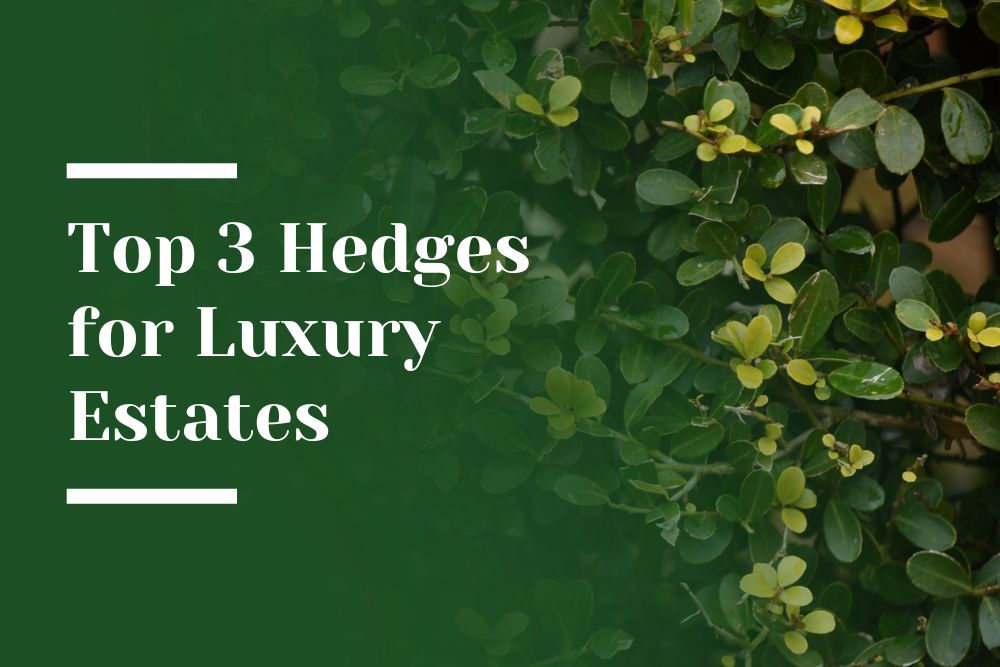 Top 3 Hedges for Luxury Estate Blog Image