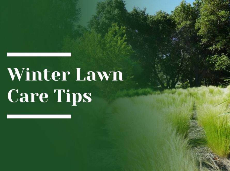 Winter Lawn Care Tips Blog Image