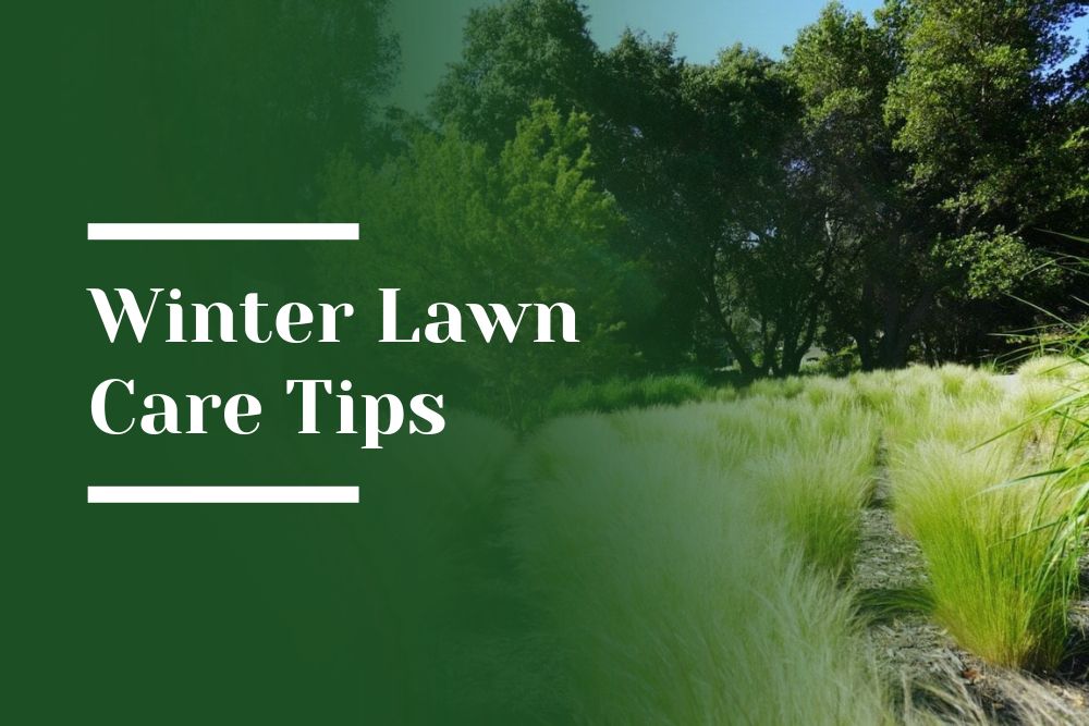 Winter Lawn Care Tips Blog Image
