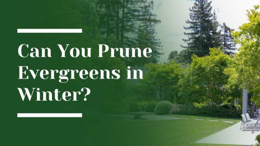 Prune Evergreens in Winter