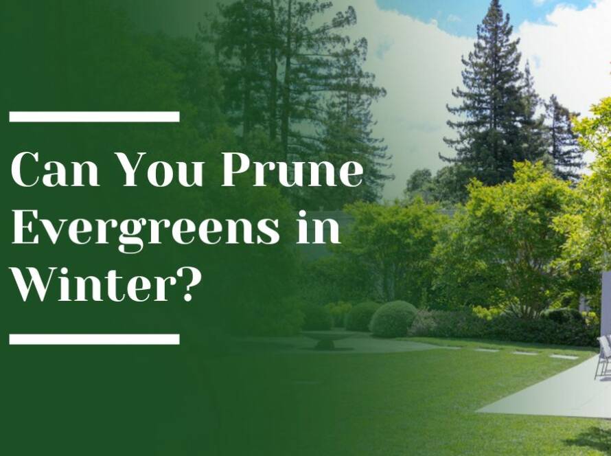 Prune Evergreens in Winter
