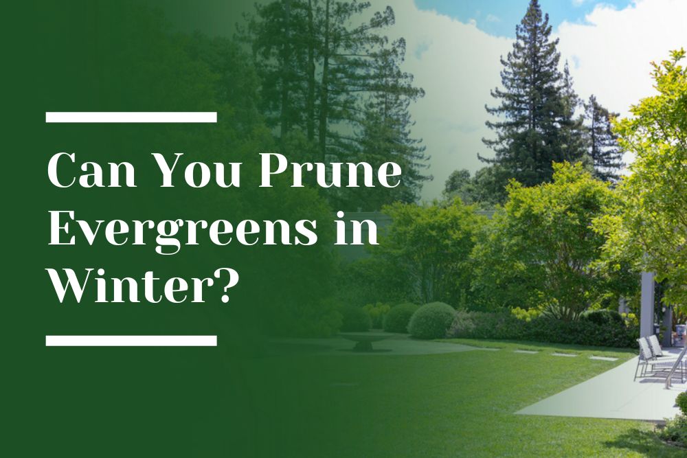 Prune Evergreens in Winter