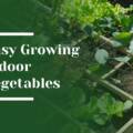 Easy Indoor Vegetables for Hillsborough Luxury Estates