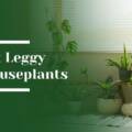 How to Fix Leggy Houseplants and Encourage Fuller Growth in Atherton