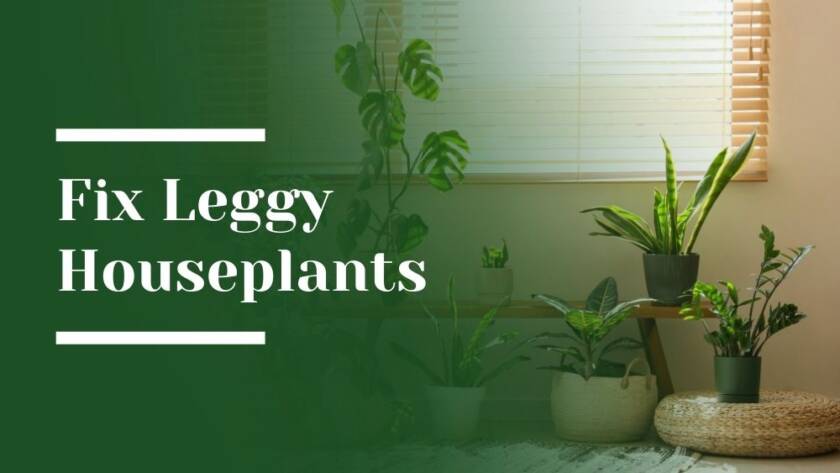 Fix Leggy Houseplants Blog image