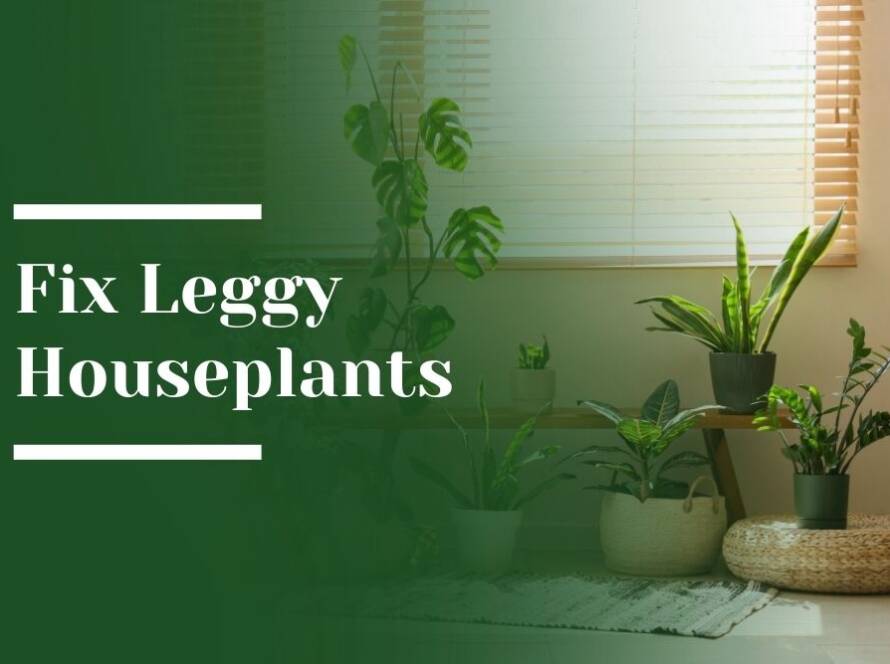 Fix Leggy Houseplants Blog image