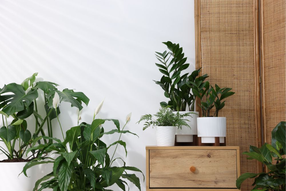 Houseplants inside home