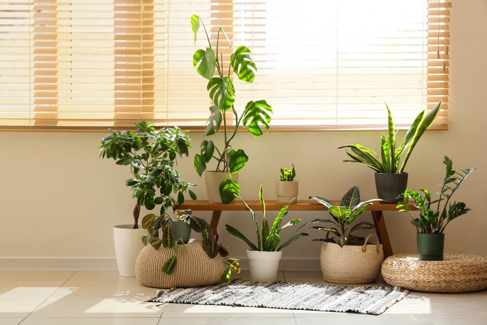 Houseplants with sunlight