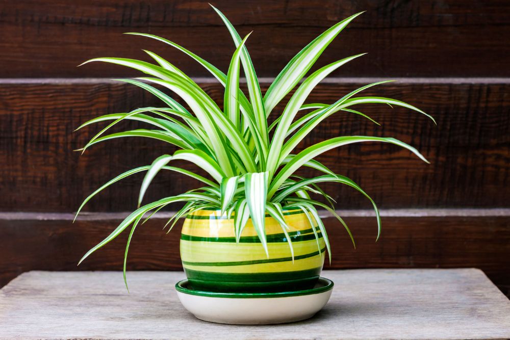 Spider Plant in Pot