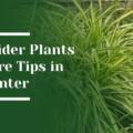 What Spider Plants Need in Winter to Stay Healthy