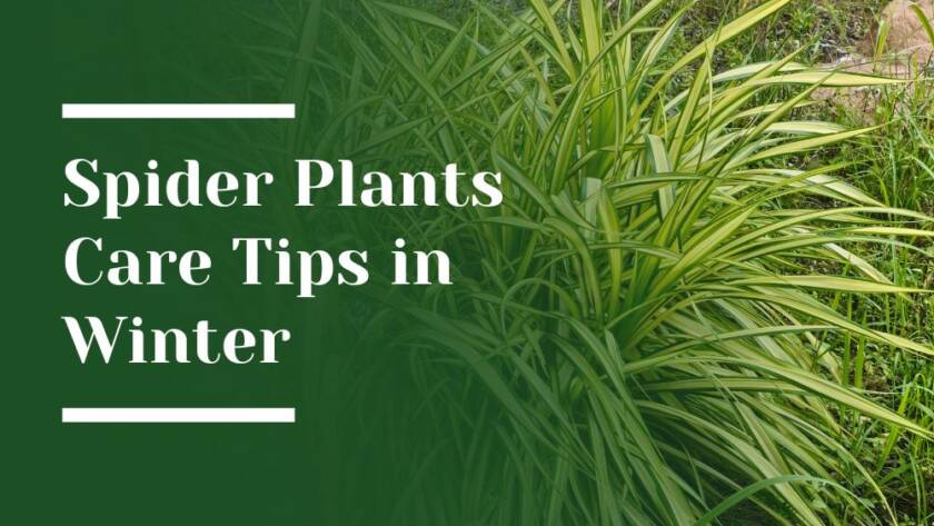 Tips to keep Spider Plant Healthy in Winter Blog Image