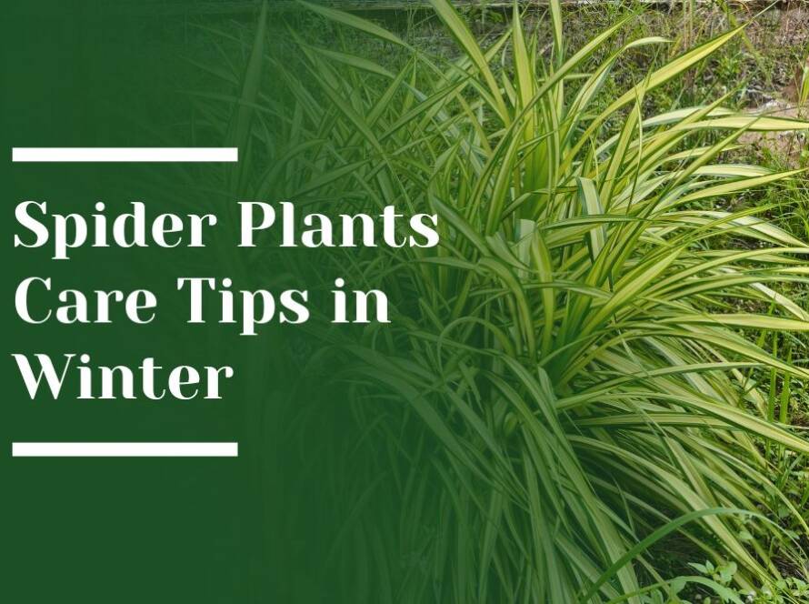 Tips to keep Spider Plant Healthy in Winter Blog Image