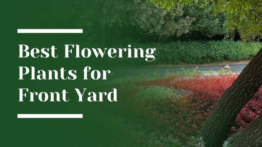 Best Flowering Plants for Front Yard Blog Image